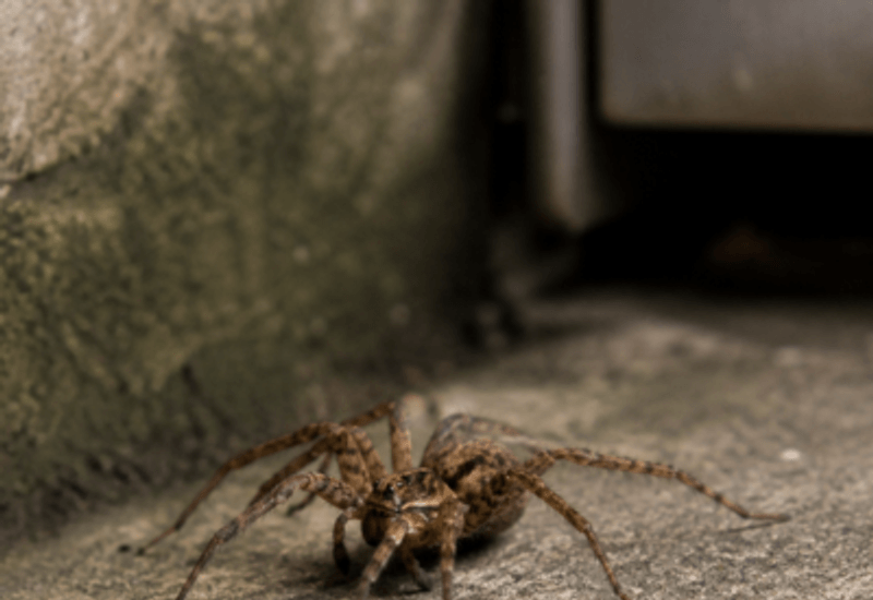 Aranhas - controle M1 Service
