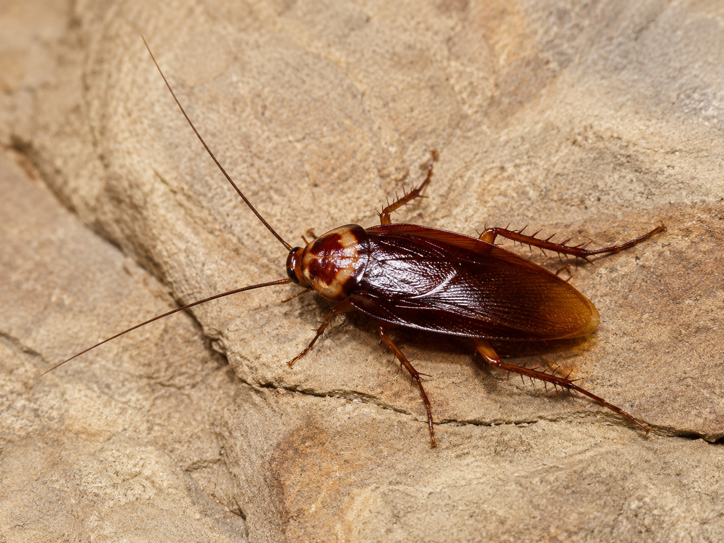Barata americana (Periplaneta americana) — espécie comum em Brasília