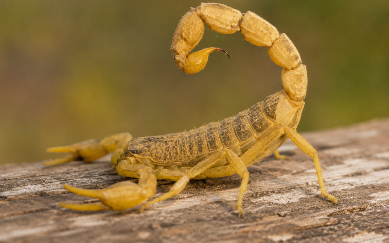 Escorpião amarelo (Tityus serrulatus) — espécie mais perigosa do DF