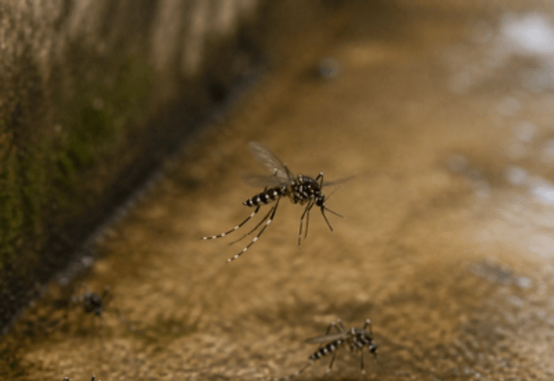 Mosquitos - controle M1 Service