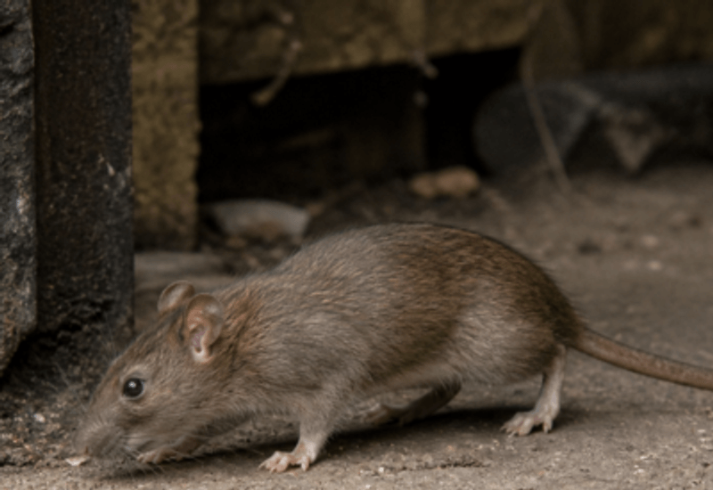 Ratos e roedores - controle M1 Service